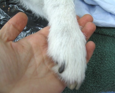 A thank you handshake with Jack, the Jack Russell.  